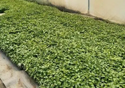 Răsaduri legume de vânzare – roșii, ardei, vinete, castraveți, țelină - 3/3