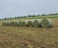 Baloți lucernă calitate superioară – 1 leu/kg, Sacosu Turcesc