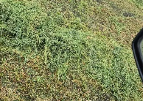 Baloți lucernă calitate superioară – 1 leu/kg, Sacosu Turcesc - 2/3