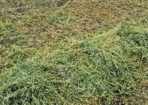 Baloți lucernă calitate superioară – 1 leu/kg, Sacosu Turcesc - 3/3
