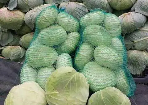 Varză albă Autumn King – căpățâni, tocată sau pentru furaj – de la 0,50 lei/kg - 1/3