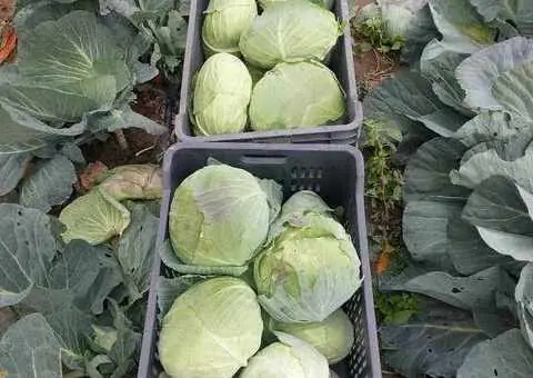 Varză albă Autumn King – căpățâni, tocată sau pentru furaj – de la 0,50 lei/kg - 2/3