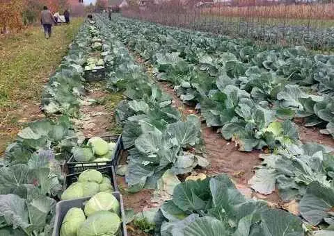 Varză albă Autumn King – căpățâni, tocată sau pentru furaj – de la 0,50 lei/kg - 3/3