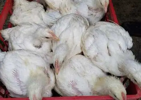 Pui albi de carne și rasă mixtă – livrare la domiciliu