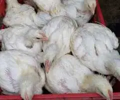 Pui albi de carne și rasă mixtă – livrare la domiciliu
