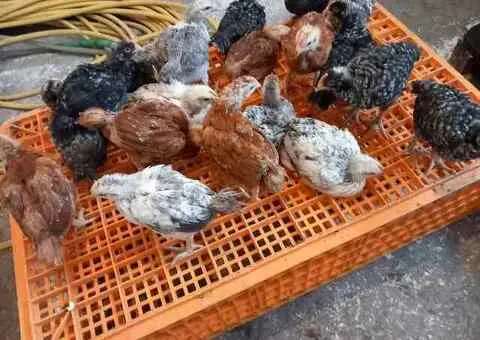 Pui albi de carne și rasă mixtă – livrare la domiciliu - 2/2