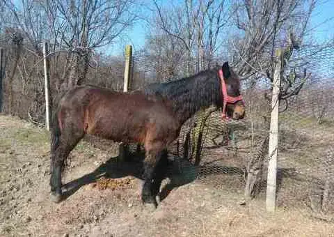 Cal castrat de vânzare – 8 ani, sănătos