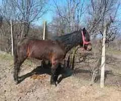 Cal castrat de vânzare – 8 ani, sănătos