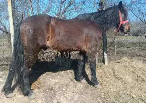 Cal castrat de vânzare – 8 ani, sănătos - 2/2