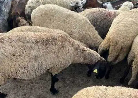 Oi Karabașă cu certificat de origine – pe ales din turmă - 1/3