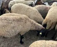 Oi Karabașă cu certificat de origine – pe ales din turmă