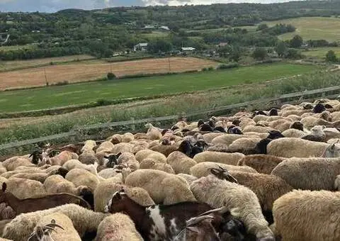 Oi Karabașă cu certificat de origine – pe ales din turmă - 2/3