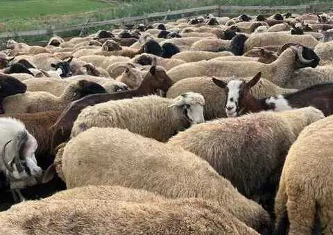 Oi Karabașă cu certificat de origine – pe ales din turmă - 3/3