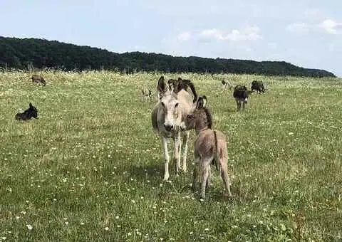 Lapte proaspăt de măgăriță – natural, direct de la fermă - 3/3
