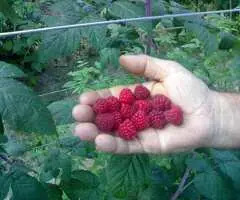 Drajoni zmeură Cayuga, Willamette, Polana și puieți nuc, mur, coacăz, aronia