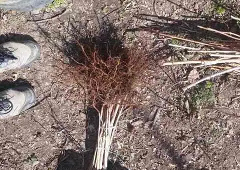 Drajoni zmeură Cayuga, Willamette, Polana și puieți nuc, mur, coacăz, aronia - 2/3