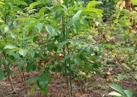 Drajoni zmeură Cayuga, Willamette, Polana și puieți nuc, mur, coacăz, aronia - 3/3