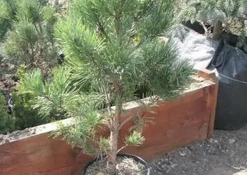 Puieți de pini la ghiveci și arbori de mătase – livrare în toată țara