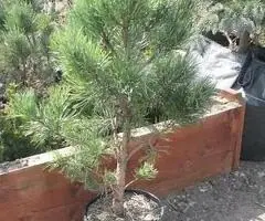 Puieți de pini la ghiveci și arbori de mătase – livrare în toată țara