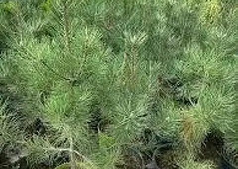 Puieți de pini la ghiveci și arbori de mătase – livrare în toată țara - 2/2